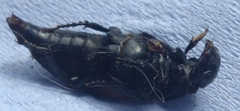 Nicrophorus vespilloides