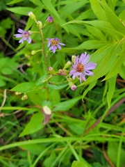 Symphyotrichum laeve