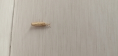 Agriphila inquinatella