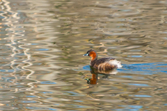 Tachybaptus ruficollis
