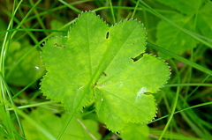 Alchemilla lindbergiana
