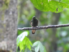 Boissonneaua flavescens