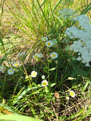 Erigeron strigosus