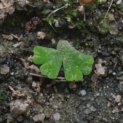 Riccia