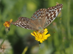 Argynnis paphia