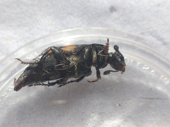 Nicrophorus vespilloides