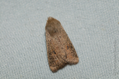 Orthosia cruda