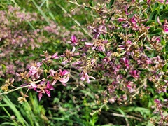 Lespedeza bicolor