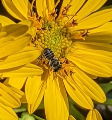 Megachile mendica