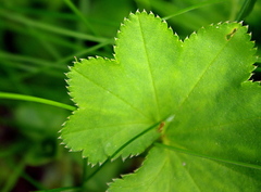Alchemilla lindbergiana