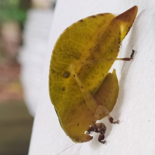 Agaurella mirabilis