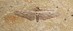 Eupithecia icterata