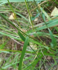 Festuca