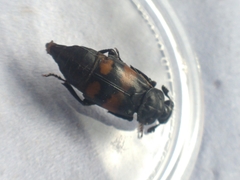 Nicrophorus vespilloides