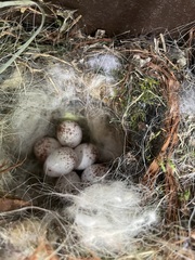 Baeolophus bicolor × atricristatus