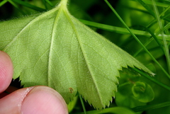 Alchemilla lindbergiana