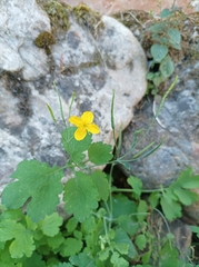 Chelidonium majus