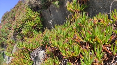 Carpobrotus edulis