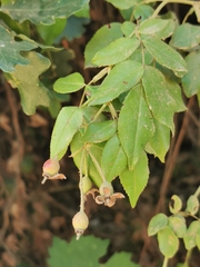 Rosa sempervirens
