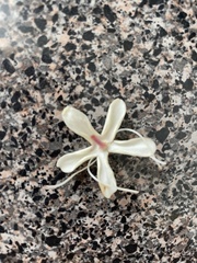 Clerodendrum trichotomum