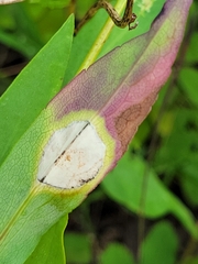 Botryosphaeria dothidea