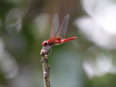 Urothemis signata