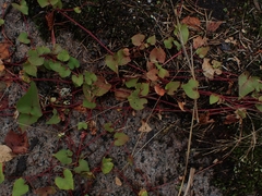 Fallopia