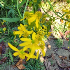 Verbesina alternifolia