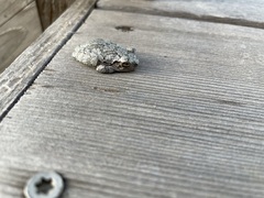 Hyla versicolor
