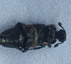 Nicrophorus vespilloides