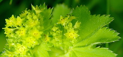 Alchemilla lindbergiana