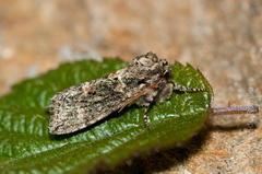 Polyploca ridens