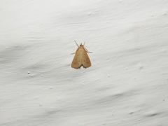 Achyra nudalis
