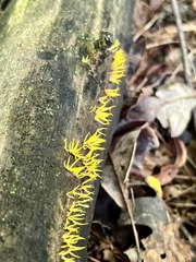 Calocera cornea