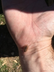 Oniscus asellus