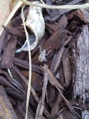 Naupactus peregrinus