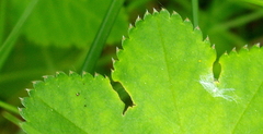 Alchemilla lindbergiana