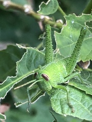 Schistocerca