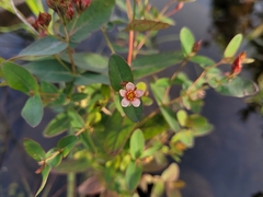 Hypericum fraseri