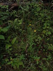 Hieracium umbellatum