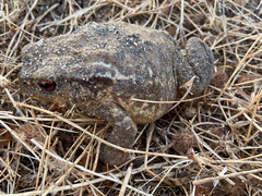 Bufo spinosus
