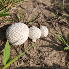 Lycoperdon marginatum