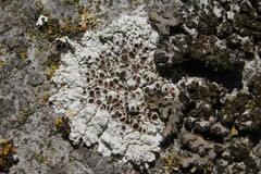 Lecanora campestris
