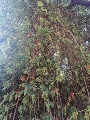 Rosa sempervirens