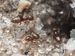 Brachymyrmex obscurior