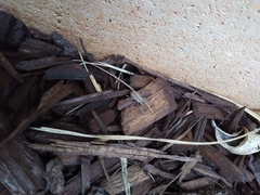 Naupactus peregrinus