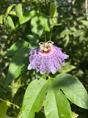 Passiflora incarnata