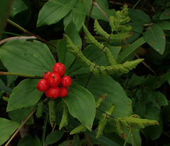 Gymnocarpium dryopteris