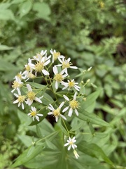 Doellingeria umbellata