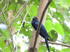 Eudynamys scolopaceus